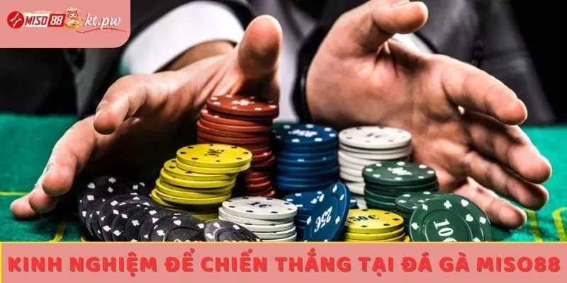 Kinh nghiệm để chiến thắng tại đá gà Miso88